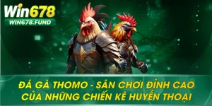 Đá Gà Thomo – Sân Chơi Số 1 Của Những Chiến Kê Huyền Thoại
